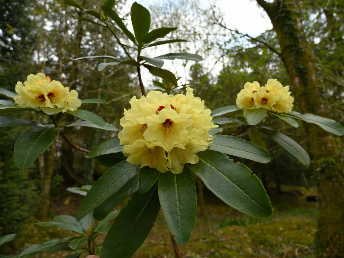'Nancy Evans' X campylocarpum x macabeanum